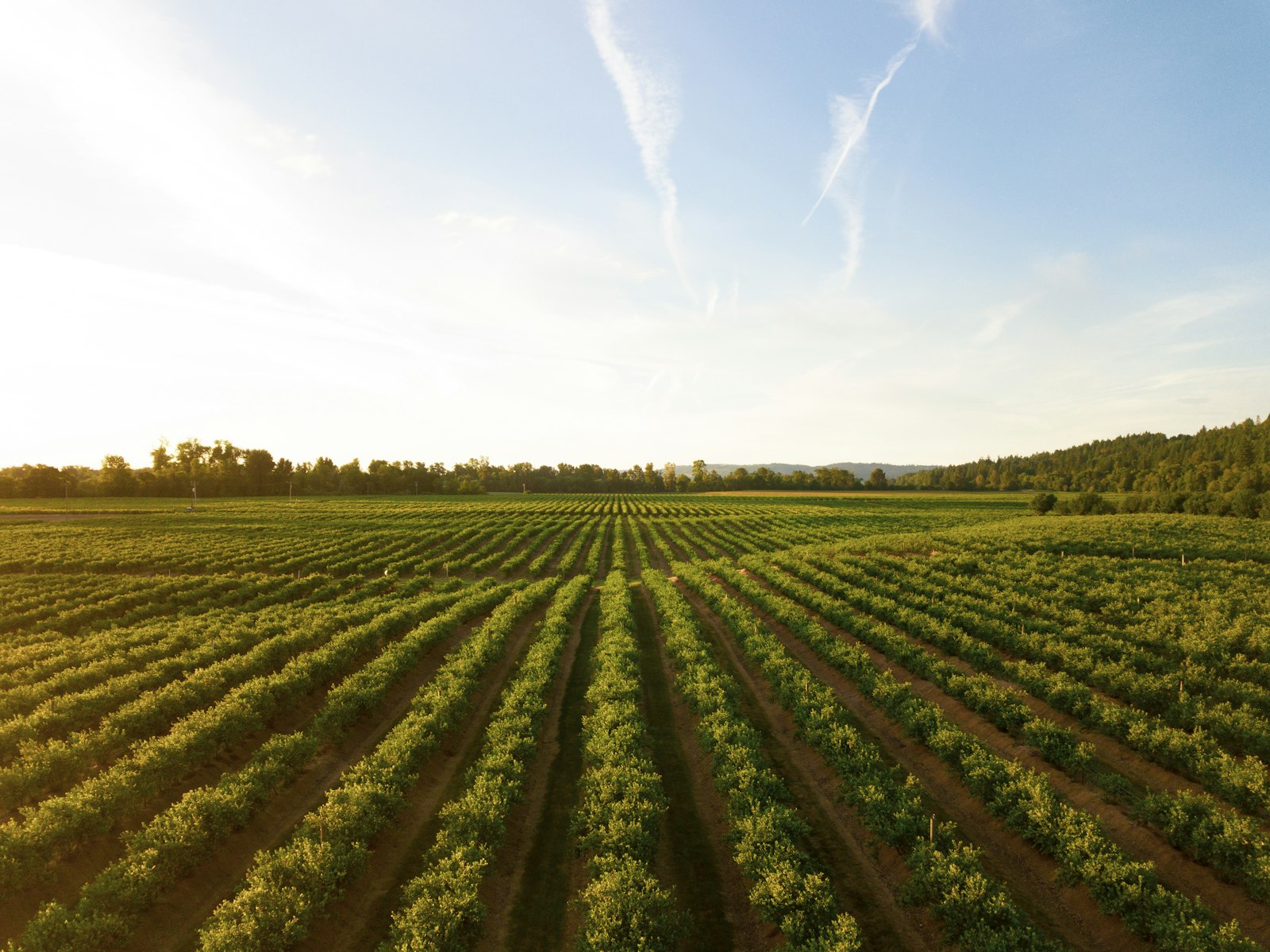 Green field — a generic illustration for the Green Pathways NEET youth project