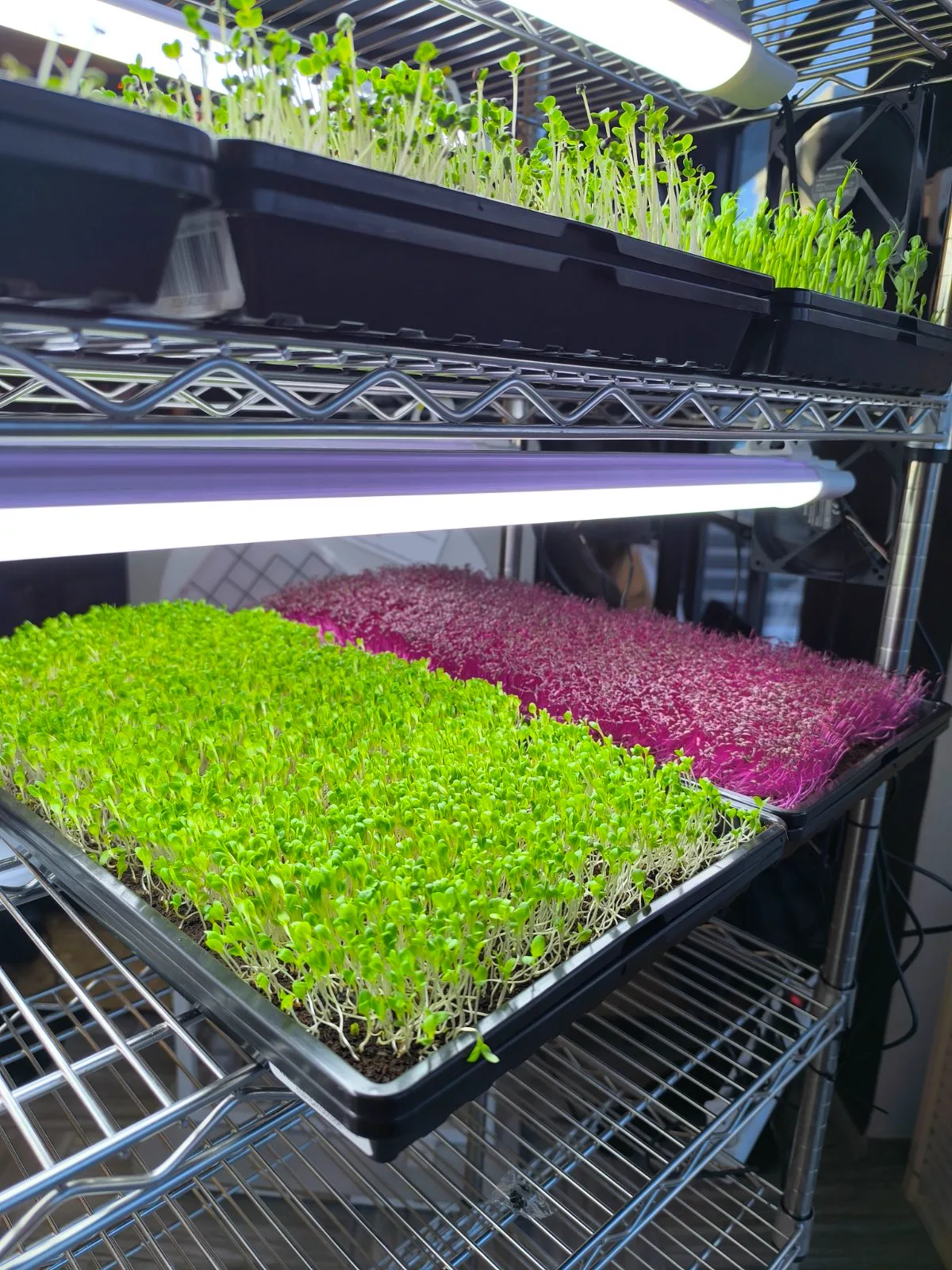 Trays of microgreens growing on racks