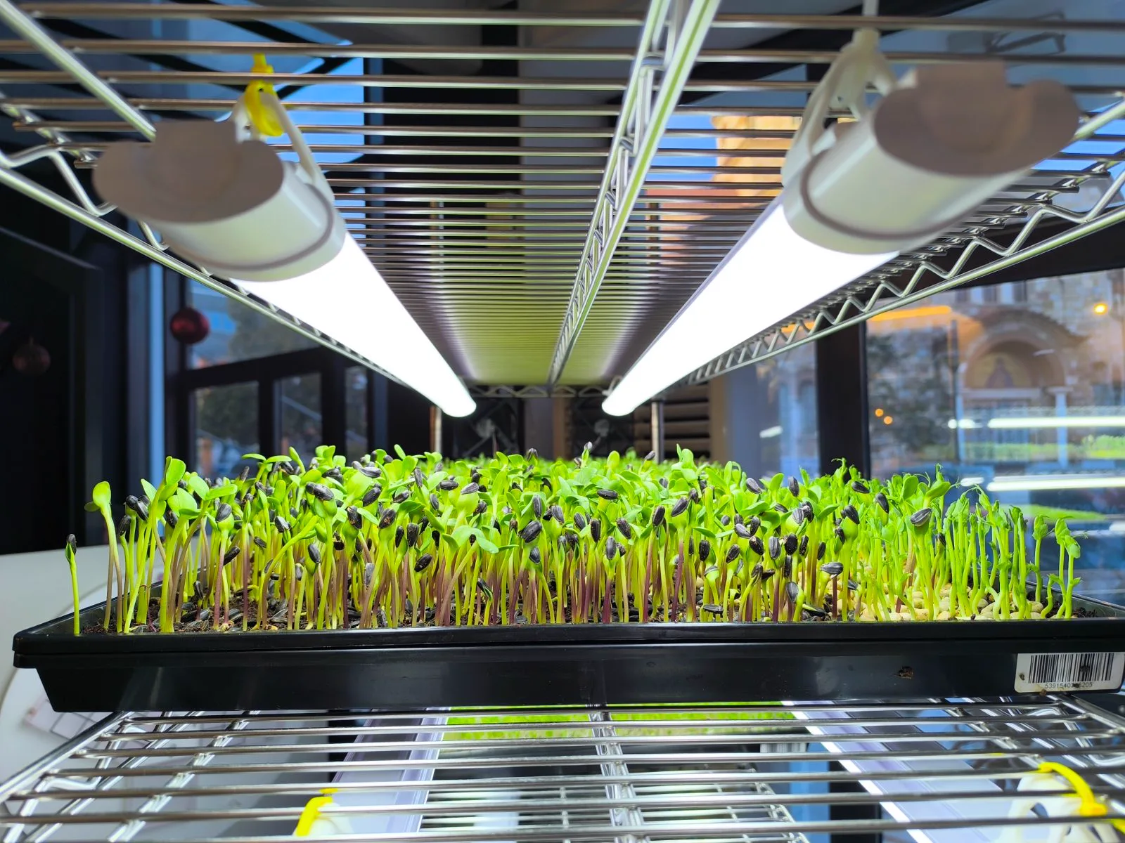 Sunflower microgreens growing under LED grow lights