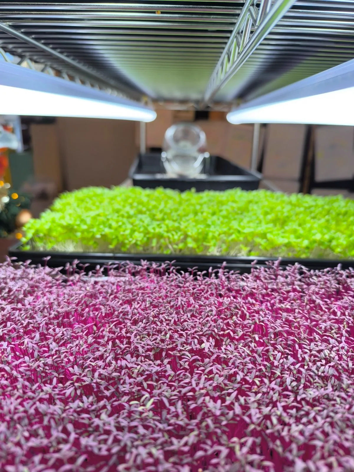 Close-up of vivid pink and green microgreen trays